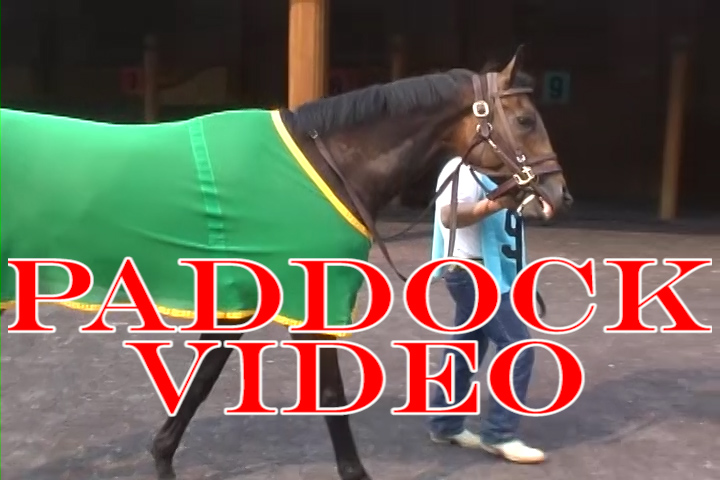 Paddock Video